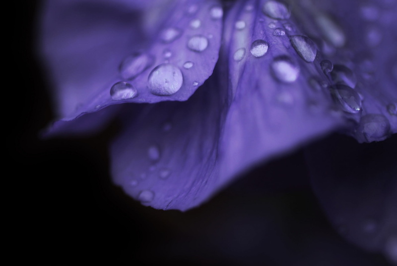 flowers, flower head, wet, white, nature, floral, vulnerability, raindrop, beauty in nature, rain, purity, close-up, purple, freshness, drop, water, petal