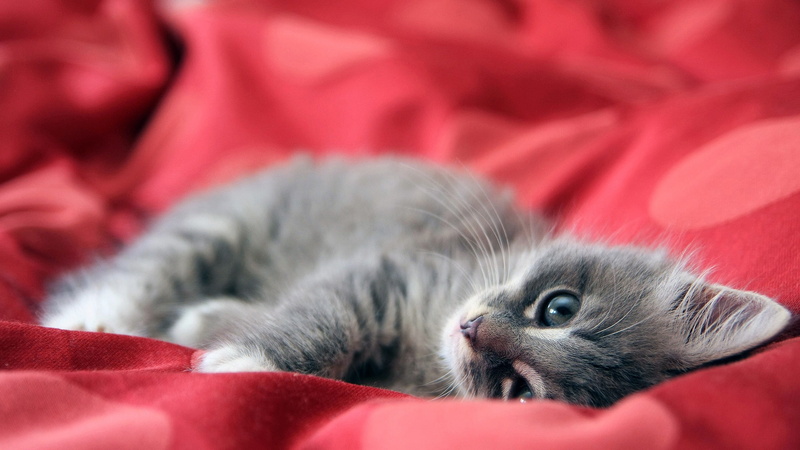 resting, close-up, kitten, mammal, 2K, red, relaxation, domestic, animal head, pet, animal eye, indoors, leaning, cat, domestic animals, one animal, animal