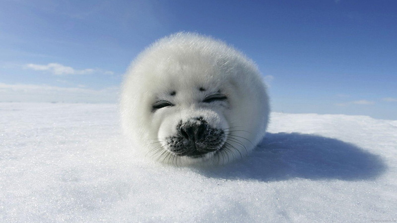 animal, baby, winter, snow, ice, seal, smiling, 1080P, white