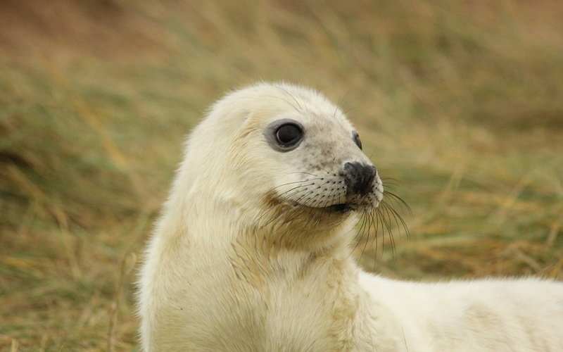 sea, seal, white, baby, tan, lion, 720P