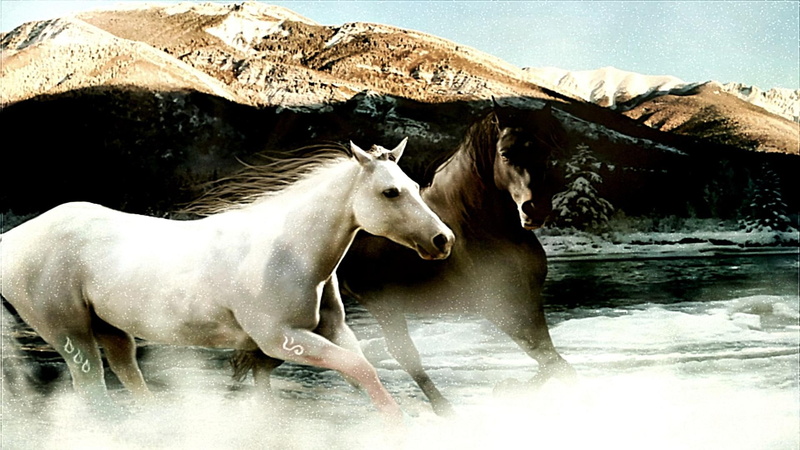 two, nature, stallions, mountains, water, white horses, galloping, animals, horses, 1080P, ponies, wild horses, white, brown horses, black horses, brown