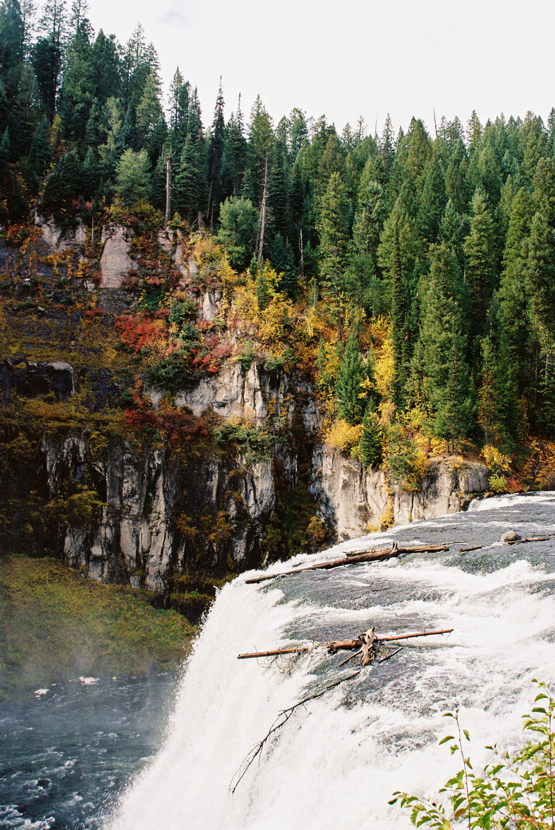 plant, flowing, forest, idaho, animal, fall, flowing water, mammal, autumn, upper mesa falls, motion, day, waterfall, vertebrate, outdoors, water, nature