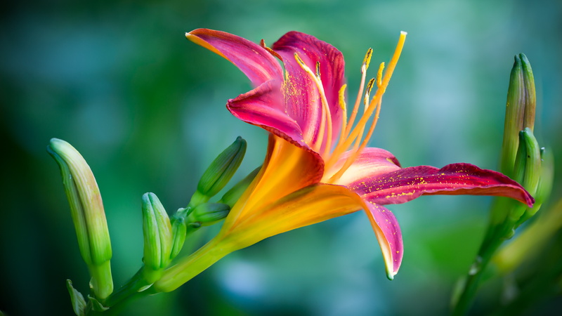 neon, vulnerability, hd, pictures, petal, outdoors, fragility, mobile, phones, flowers, day, lily, growth, beautiful, flower, close-up, inflorescence
