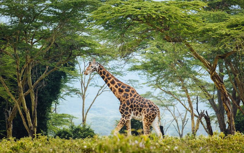 kenya, nakuru, giraffe, 4K, national, camelopardalis, endangered, populations, rothschildi, park, different, giraffa, one