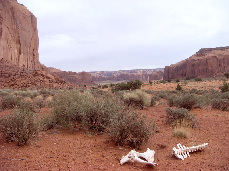 landscapes, death, arid Climate, 2K, red, Rock, skeleton, rock formation, plant, semi-arid, colorado, environment, scenics, america, southwest USA, no People