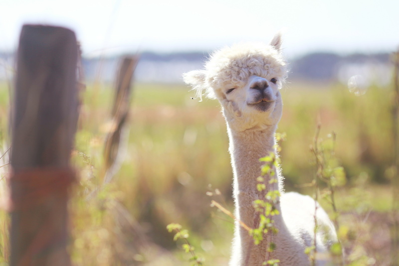 4K, lama