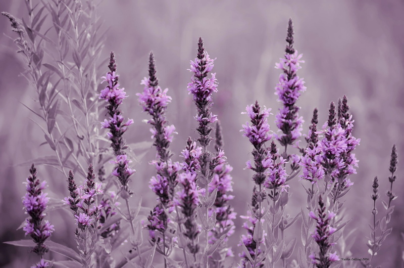 flowers, petal, meadow, purple, flower, lavender, field, 1080P