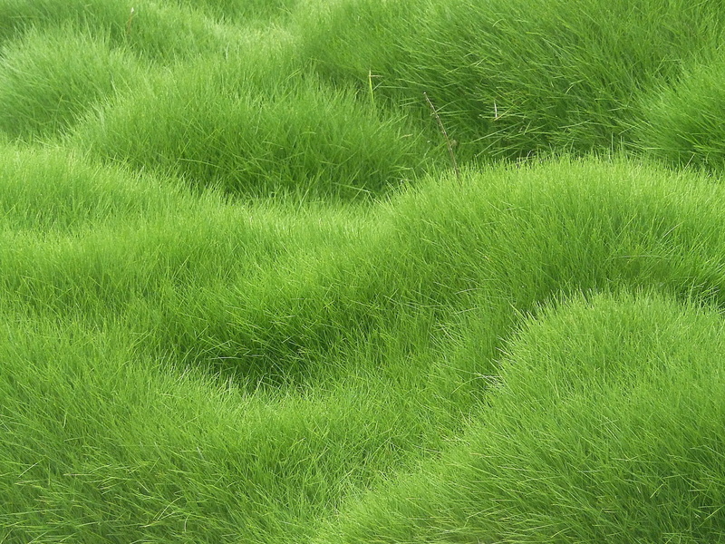 day, green, plant, meadow, no People, scenics - nature, lawn, land, freshness, landscape, tranquility, agriculture, turf, grass, growth, texture, green Color