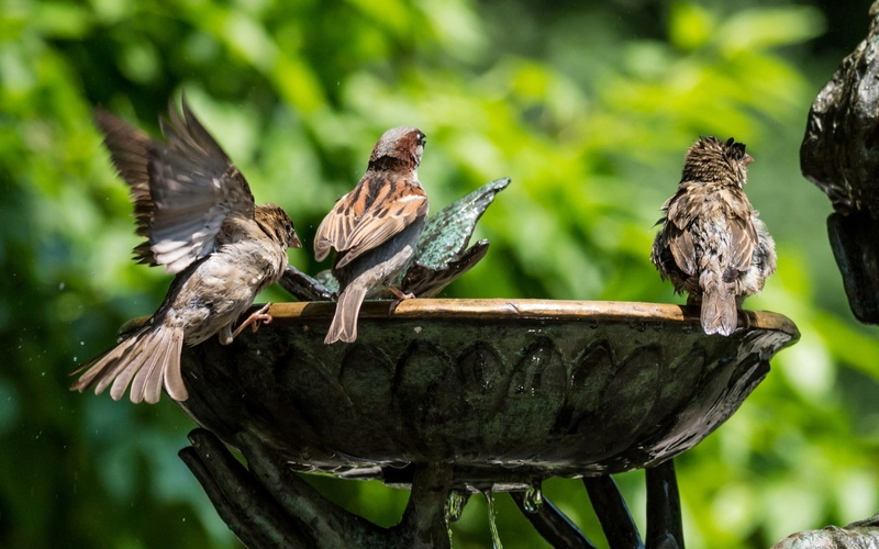 day, books, focus on foreground, lamp, animal wildlife, bath, animal, portrait, vertebrate, no people, bird, animal themes, group of animals, animals in the wild