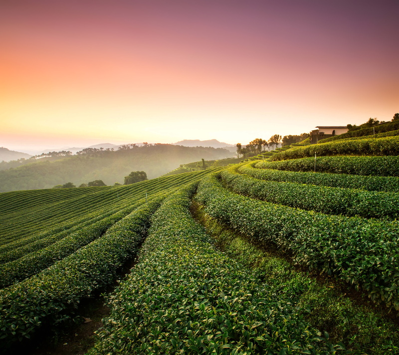 2K, Landscape, Tea Plantation