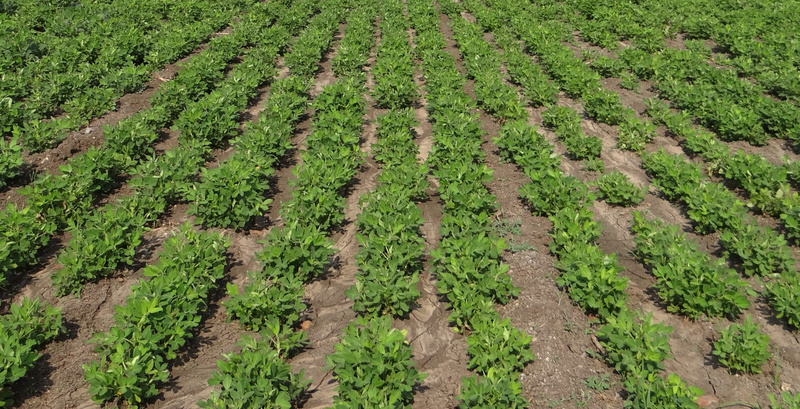 plant, leaf, no People, freshness, scenics - nature, cultivation, farm, farmland, peanut field, in A Row, plantation, daytime, nature, land, growth, Groundnut