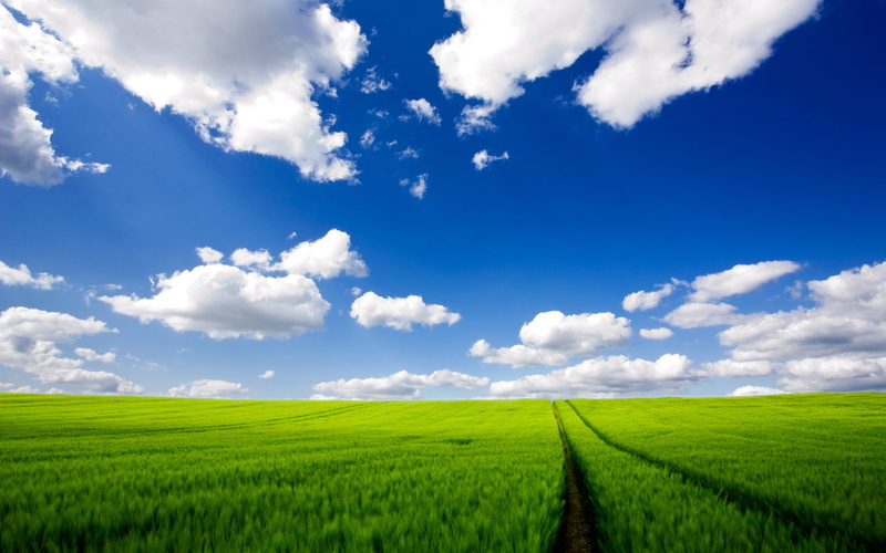 freshness, farm, landscape, sky, no People, plant, pasture, bright, backgrounds, summer, growth, horizon, panoramic, horizon Over Land, scenics - nature