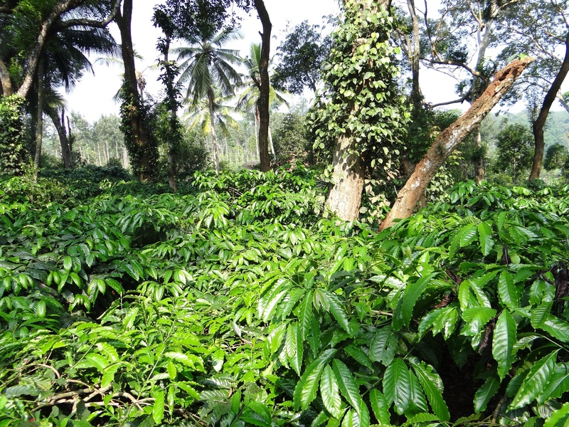 beauty in nature, coorg, tranquil scene, coffea robusta, nature, foliage, trunk, india, growth, green color, plantation, tree trunk, lush foliage, scenics - nature