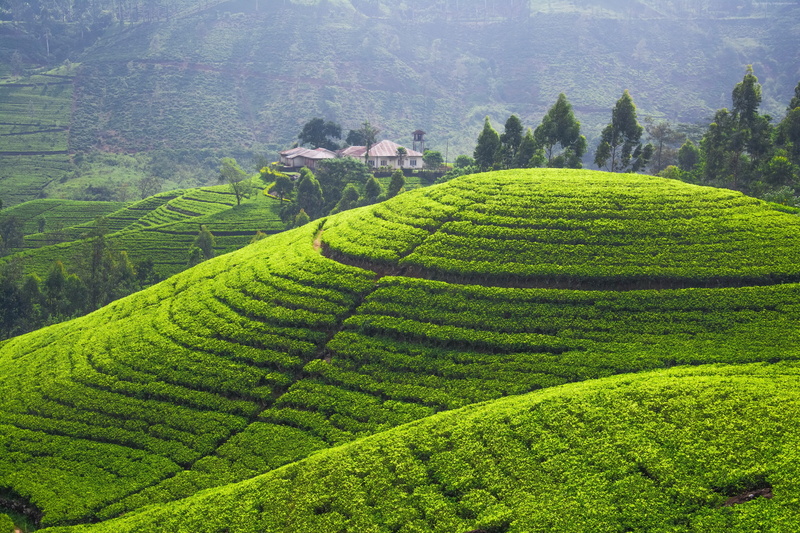 Hills, Tea plantation, 4k, 5k, 4K, trees, green