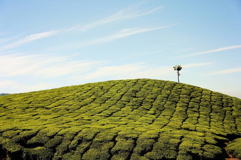 farm, hill, tea, field, 2K, grass, plantation