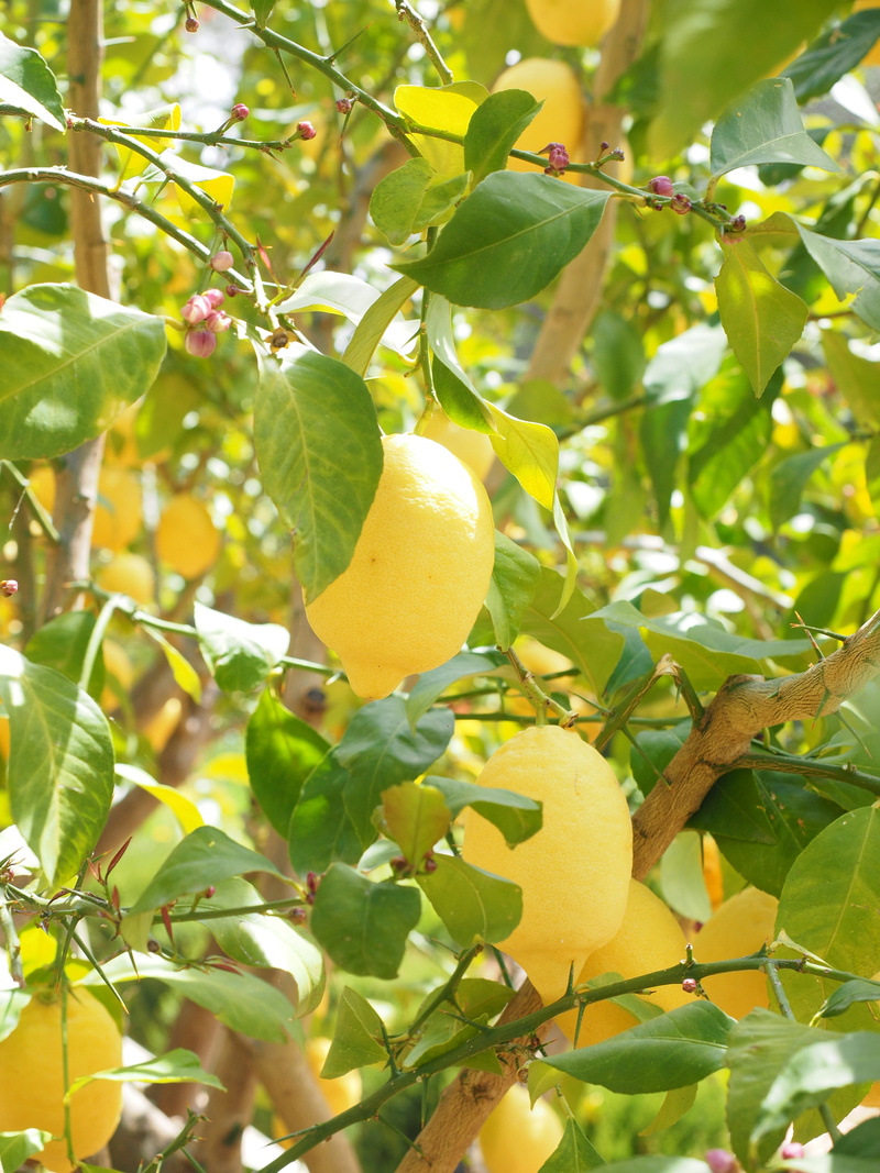 growth, limone, fruity, plant part, tree, outdoors, lemon trees, leaf, citrus × limon, green color, plantation, 4K, beauty in nature, day, freshness, ripe
