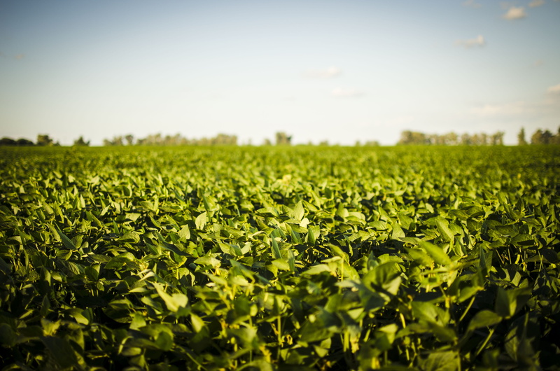 plant, horizon, green color, land, tranquility, crop, day, green, campo, no people, plants, environment, soja, nature, landscape, farm, rural scene, growth