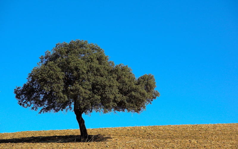 tree, holm oak, nature, leaf, outdoors, holm  oak, sky, 2K, oneiric, oak, daytime, holm, Ubuntu, blue, green, green leaf, nikon  d70, ocelot