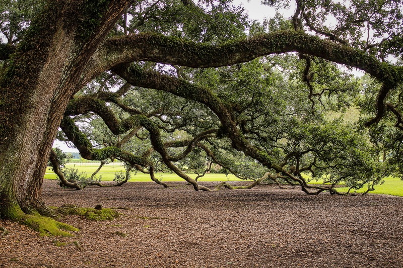 louisiana, quercus virginiana, trunk, old tree, landscape, tree trunk, tree branches, beauty in nature, scenics - nature, grass, forest, no people, green color