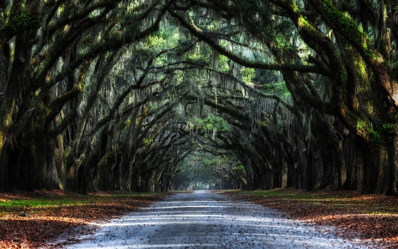 trees, oak trees, road, 720P, nature, leaves, tunnel, oak