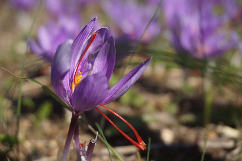 harvest, flowers of saffron, plantation, flower, flowering plant, 5K, flowerbed, fall, purple, spice, nature, flowers, fragility, focus on foreground