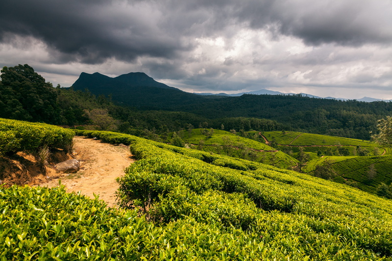 field, cloud - sky, tea crop, mountain, outdoors, 5K, non-urban scene, overcast, tea, land, tranquility, plantation, plant, green, nature, green color