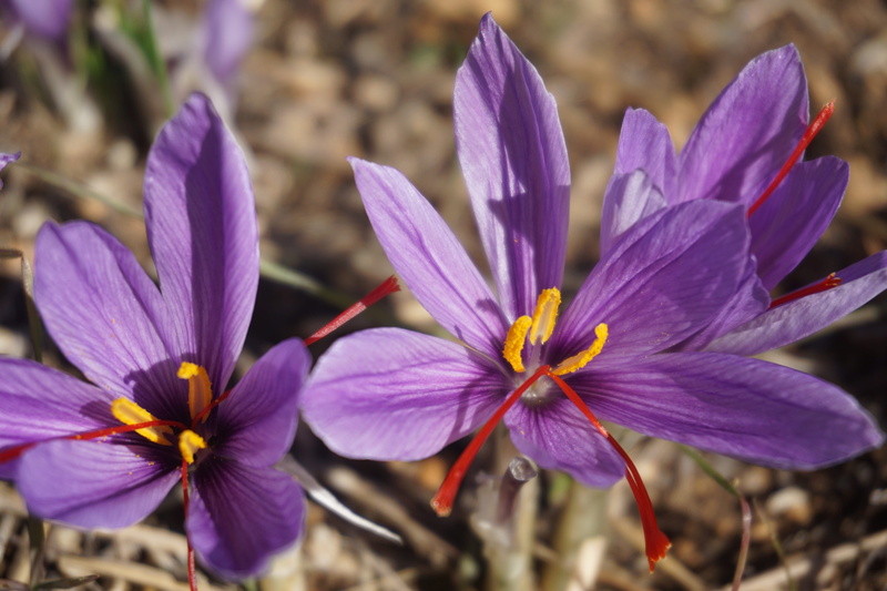 plantation, no people, selective focus, petal, beauty in nature, outdoors, flowering plant, purple, pollen, flowers, harvest, fall, saffron, 5K, close-up