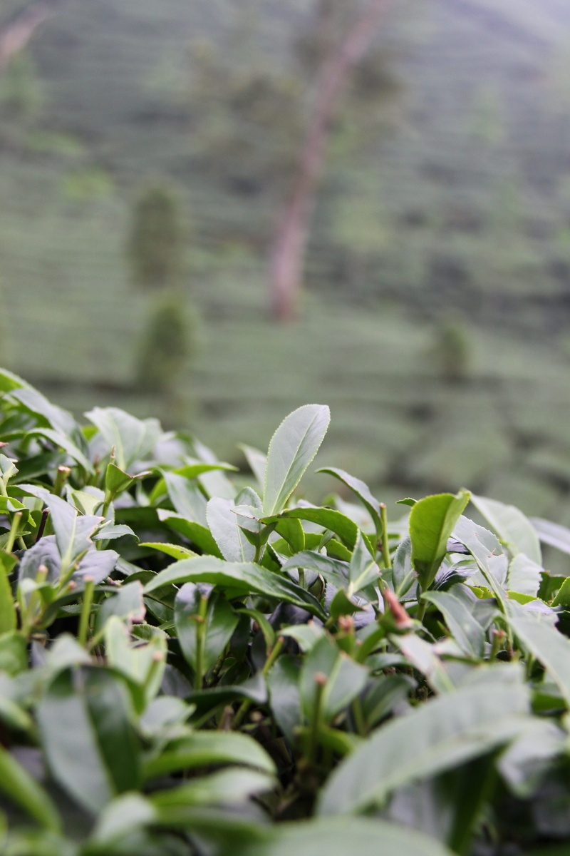 land, outdoors, 4K, Green Tea, beauty in nature, selective focus, nature, plant part, vulnerability, fragility, black tea, Taiwan, close-up, plant, Plantation