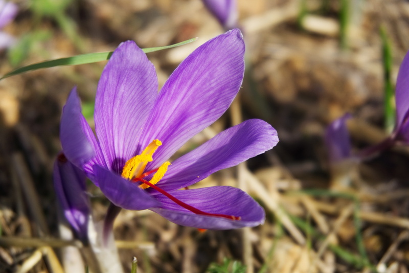 saffron, saffron flower, iris, flower, no people, purple, close-up, vulnerability, fragility, outdoors, nature, freshness, spice, crocus sativus, focus on foreground