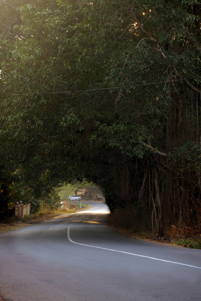 day, car, tree, growth, transportation, road, green, curve, plant, the way forward, kerala road, land, forest, symbol, way, outdoors, outdoor, direction