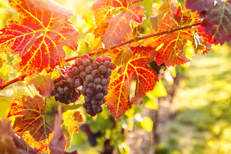fruit, grapes, grape, sunlight, healthy eating, food and drink, ripe, close-up, fall, food, outdoors, beauty in nature, harvest, growth, freshness, change