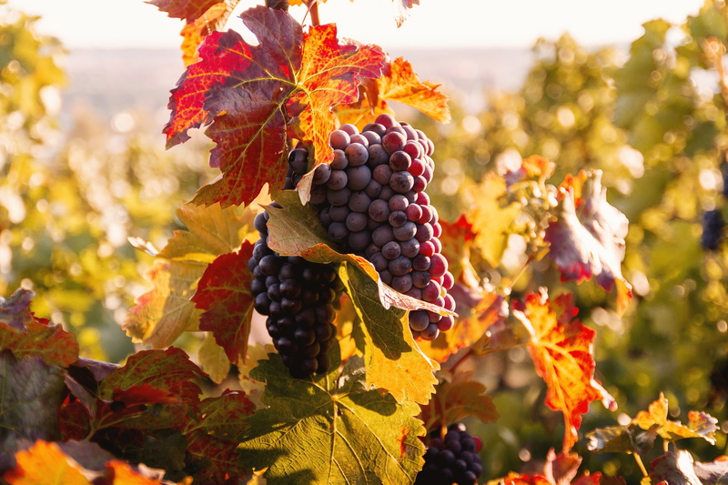 tree, wellbeing, natural condition, plant, grapes, autumn, vineyards, agriculture, freshness, leaf, vineyard, crop, plant part, no people, harvest, fall