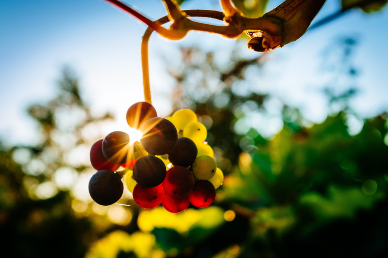 red, day, tree, Grapes, growth, sky, food, lens flare, food/Drink, hanging, 4K, no people, yellow, sun, outdoors, healthy, plant part, vineyard, sunlight