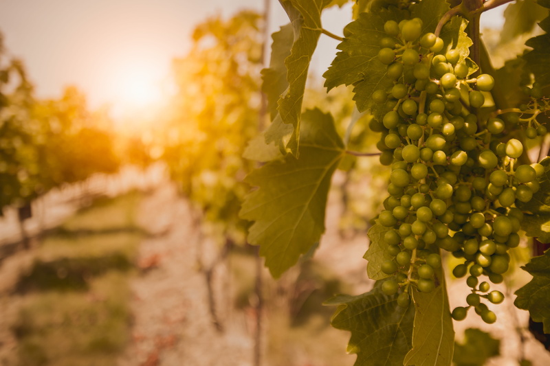 grapes, rural scene, healthy eating, vineyards, outdoors, crop, landscape, plantation, 4K, land, plant, nature, sunset, food and drink, ripe, no people