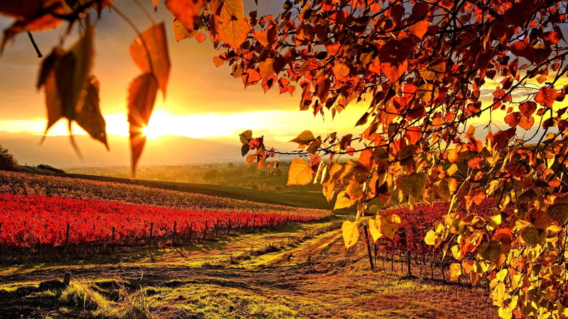 maurizio rellini, landscape, autumn, umbria, 1080P, vineyard, nobody, outdoors, warm light, sunrise, italy, seasons