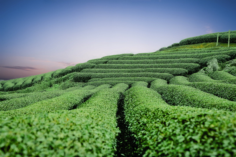 moc chau tea doi, tea leaves, plantation, moc chau, field, no people, outdoors, land, landscape, farm, tranquil scene, hill, moc chau tea hills, tea crop