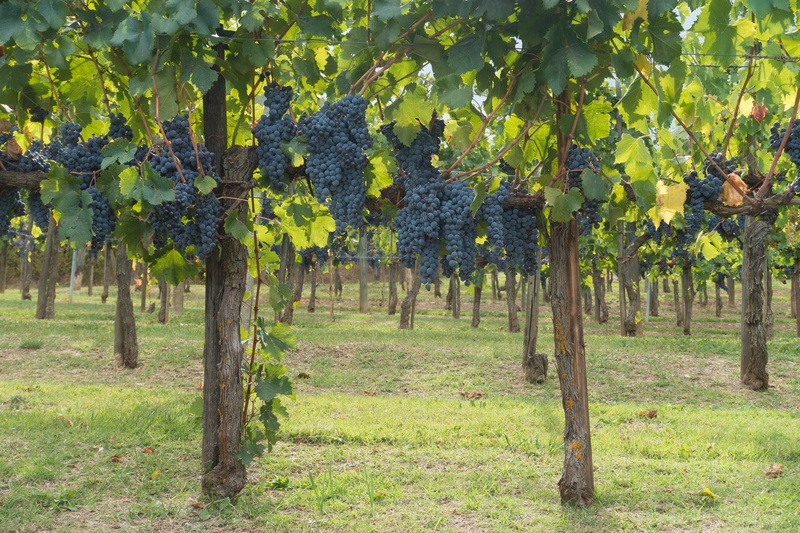 tree, grape, no people, tuscany, beauty in nature, landscape, nature, autumn, outdoors, winegrowing, agriculture, scenics - nature, plantation, grapes
