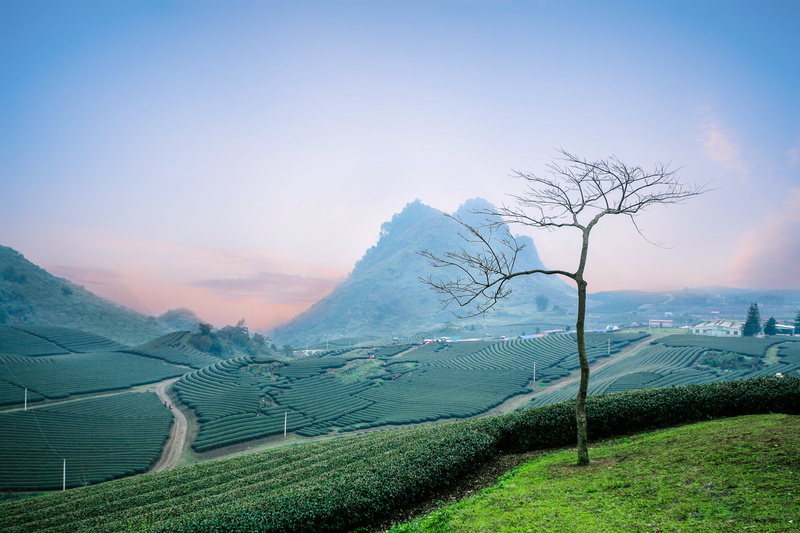 beauty in nature, agriculture, outdoors, scenics - nature, mountain, no people, fog, landscape, scenics, green, tranquility, land, crop, sky, tranquil scene