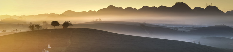 fog, sun, national, men, adult, people, nature, panoramic, natural, the morning, tea, beauty in nature, green, sơnla, travel destinations, plant, fanciful