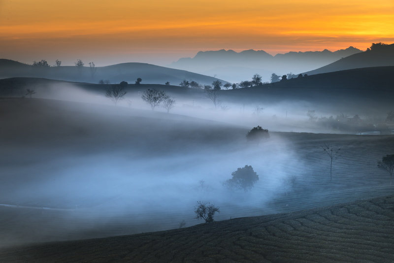 beauty in nature, plant, no people, nice, background, scenics - nature, organic, natural, moc chau, farm, asia, water, outdoors, sunset, the hill, green