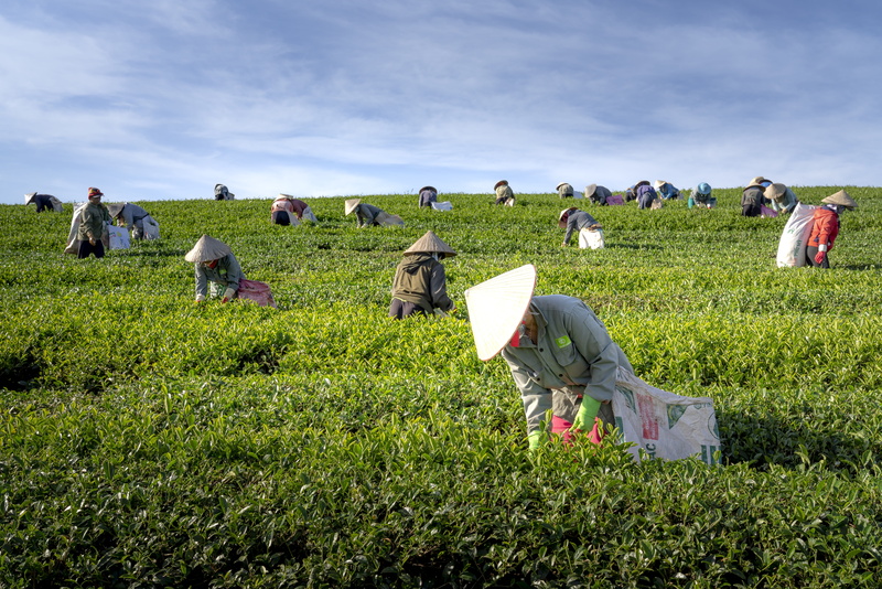 nature, women, cultural, agriculture, environment, the leaves, group of people, the countryside, the farm, grass, land, tropical, basket, asia, farm, the work