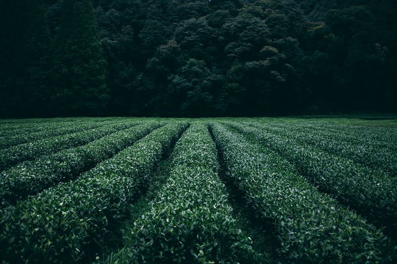 farm, environment, grow, harvest, scenics, farmland, plant, green color, landscape, 5K, flora, crop, no people, agriculture, land, fresh, day, tranquil scene