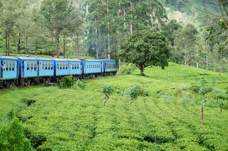 land vehicle, railroad track, nuwara eliya, growth, tree, no people, beauty in nature, day, people in train, outdoors, mode of transportation, track, rail transportation