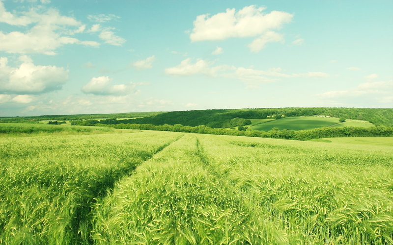 idyllic, scenics, barley, italy, 1080P, agriculture, beauty In Nature, scenics - nature, growth, sunny, rural Scene, outdoors, sky, mountain, plant, green