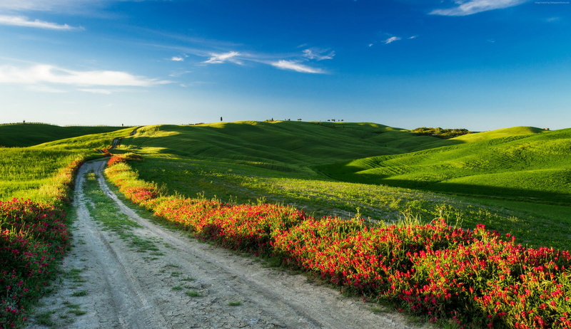 sky, 2K, road, Tuscany, wildflowers, 4k, Italy, Meadows