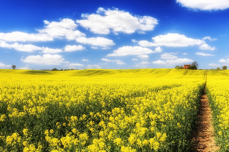 yellow, house, field, rapeseed, pathway, 1080P, clouds, flowers, sky, garden, flower