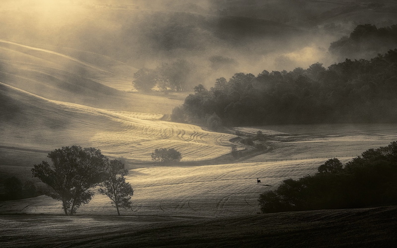 Tuscany, beauty in nature, road, monochrome, morning, tree, environment, field, sky, growth, tranquility, tranquil scene, painting, 1080P, landscape, nature