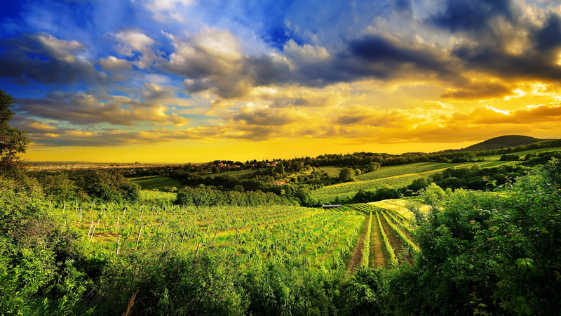 winemaking, plantation, 5K, landscape, Austria, Vienna, no people, field, rural scene, farm, nature, scenics - nature, beauty in nature, grass, crop, cloud - sky