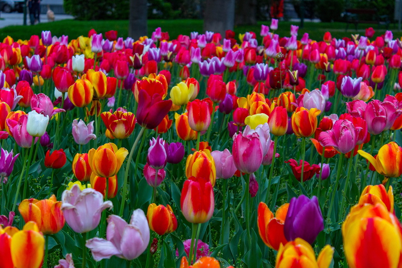 plant, flower head, no people, growth, flower, flowers, petal, vulnerability, freshness, gardening, colorful, nature, close-up, Vienna, day, outdoors, purple