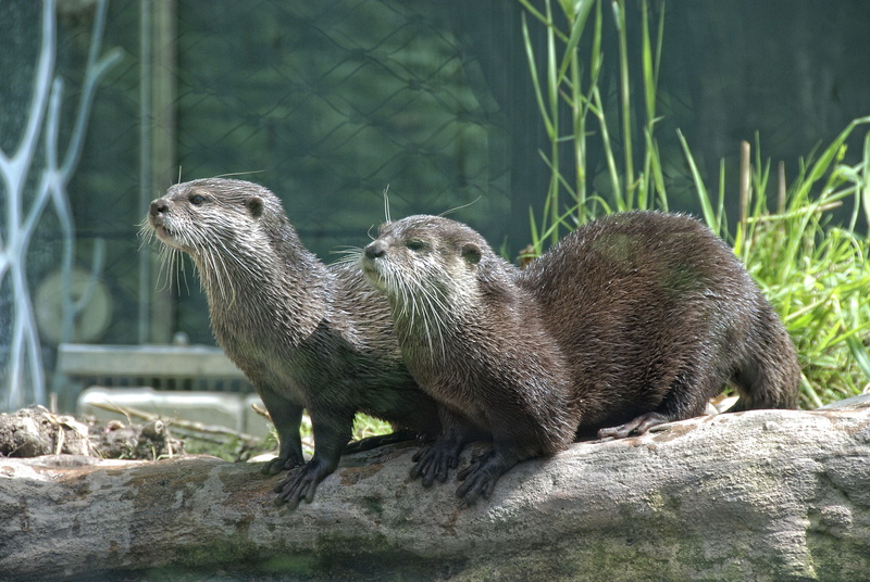 log, vertebrate, underwater, zoo, focus on foreground, two, otter, tree, animal wildlife, rock - object, mammal, day, no people, rock, 4K, wildlife photography